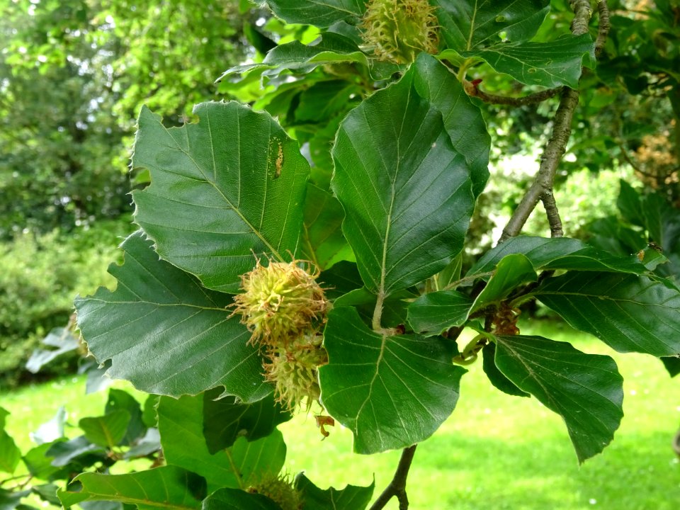 Feuilles et fruits du Hêtre fastigié, Fagus sylvatica 'Fas… 