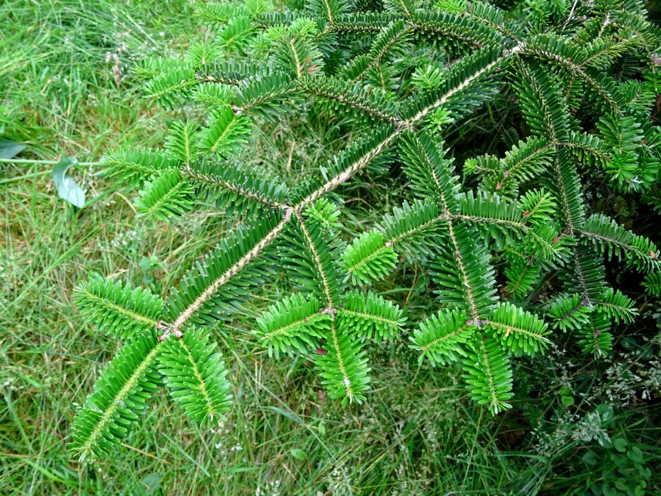 Rameaux caractéristiques en croix du Sapin de Sicile, Abie… 