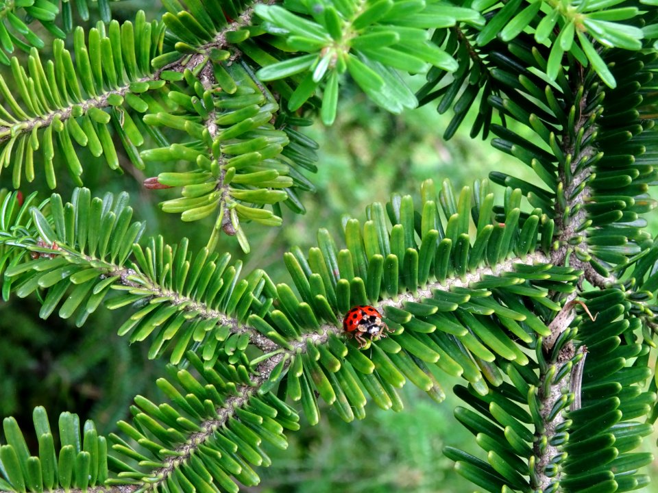 Une coccinelle sur un rameau du Sapin de Sicile, Abies neb… 
