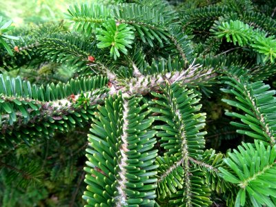 Rameaux caractéristiques en croix du Sapin de Sicile, Abie… 