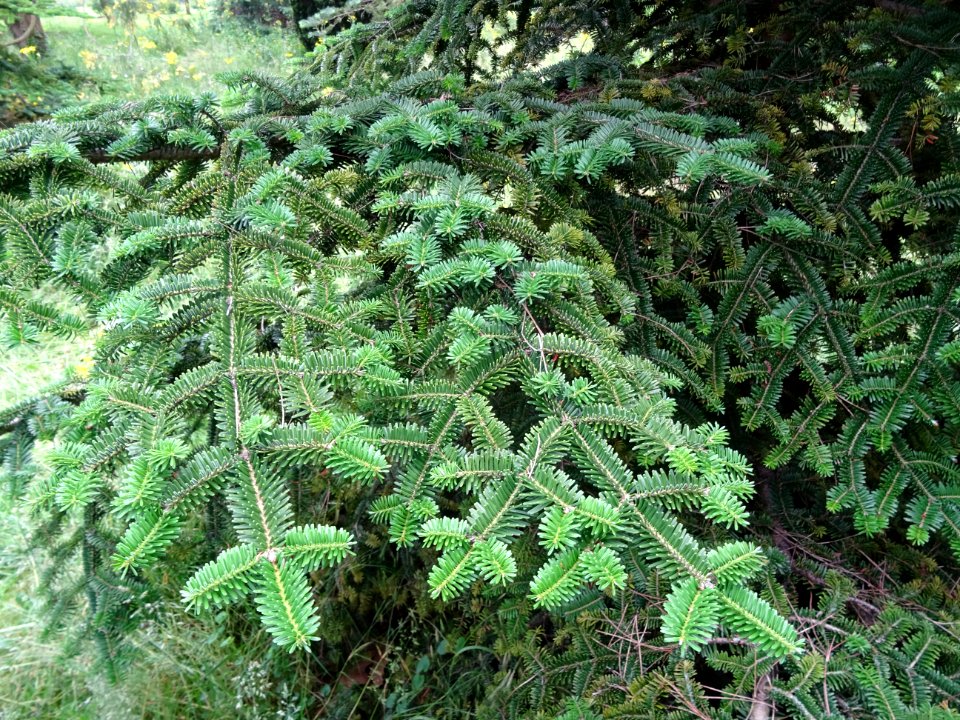 Rameaux caractéristiques en croix du Sapin de Sicile, Abie… 