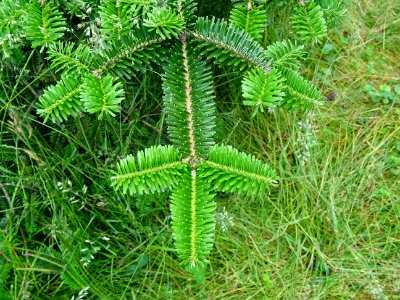 Rameaux caractéristiques en croix du Sapin de Sicile, Abie… 