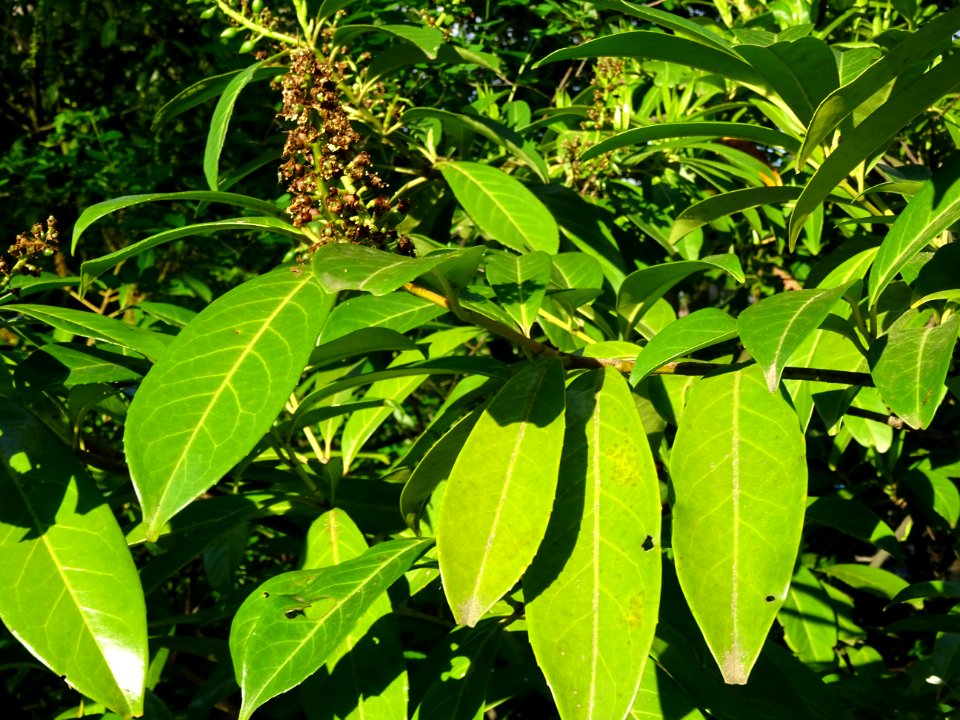 Inflorescences fanées et feuilles du Laurier-cerise, Prunu… 