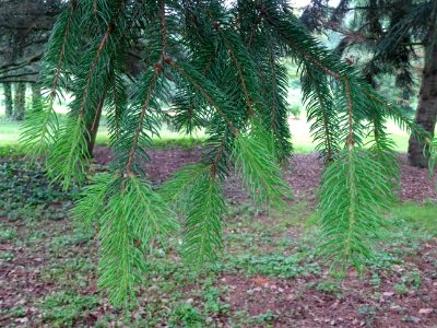 Rameaux pendants de l'Epicea commun 'aurea', Picea abies '… 