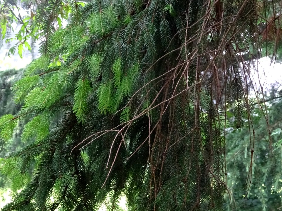 Rameaux pendants de l'Epicea commun 'aurea', Picea abies '… 