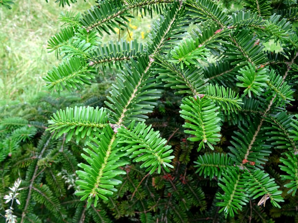 Rameaux caractéristiques en croix du Sapin de Sicile, Abie… 