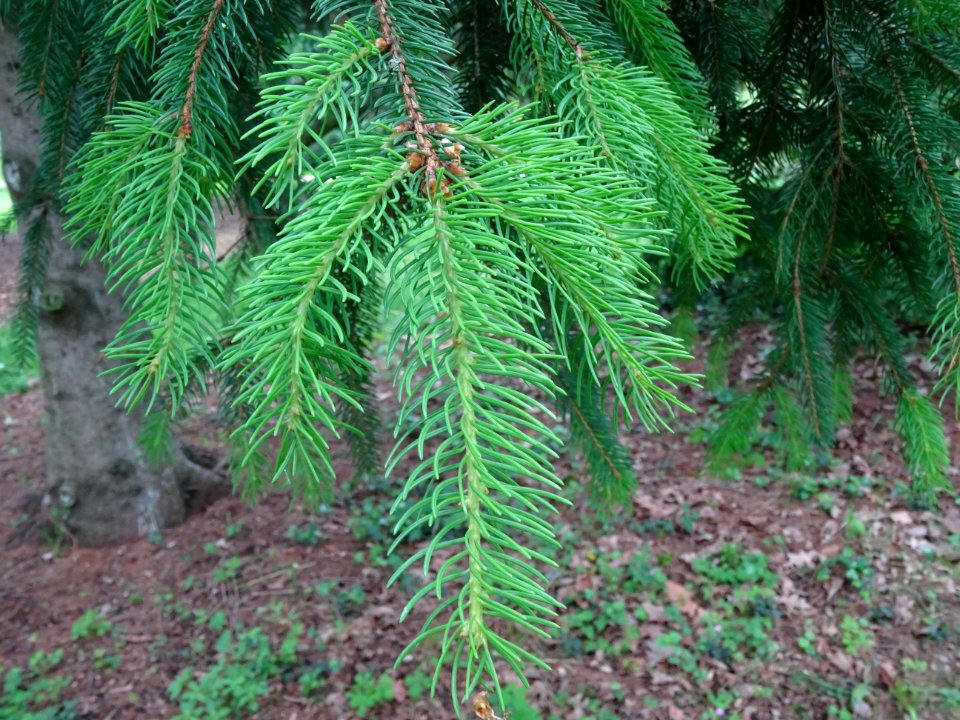 Rameaux pendants de l'Epicea commun 'aurea', Picea abies '… 