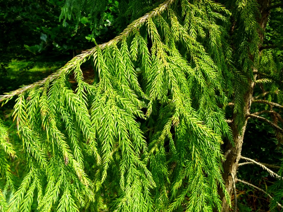 Rameau du Cryptoméria ou Cèdre du Japon, Cryptomeria japon… 