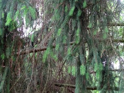 Rameaux pendants de l'Epicea commun 'aurea', Picea abies '… 