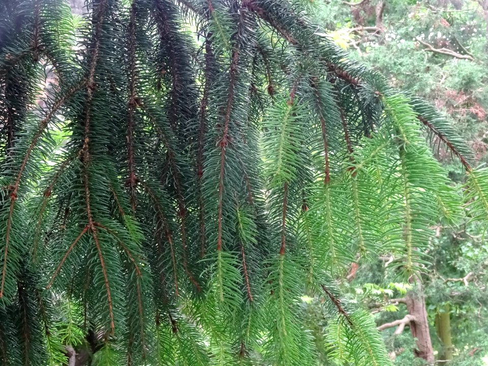 Rameaux pendants de l'Epicea commun 'aurea', Picea abies '… 