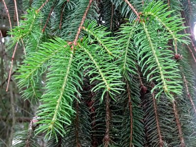 Rameaux pendants de l'Epicea commun 'aurea', Picea abies '… 