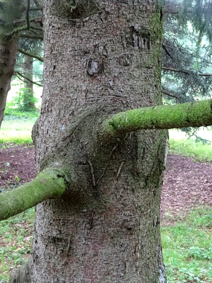 Tronc et branches de l'Epicea commun 'aurea', Picea abies … 