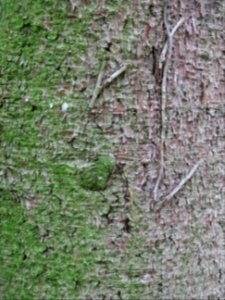 Ecorce de l'Epicea commun 'aurea', Picea abies 'aurea', Pi… 