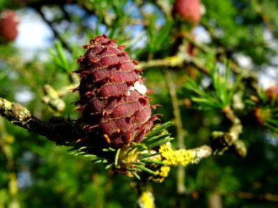 Cône femelle du Mélèze commun, Larix decidua, Pinacées 