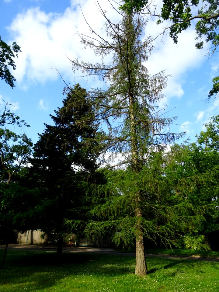 Mélèze commun, Larix decidua, Pinacées 