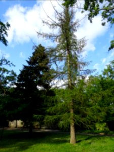 Mélèze commun, Larix decidua, Pinacées 