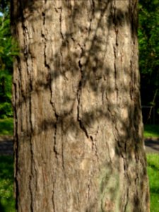 Tronc du Mélèze commun, Larix decidua, Pinacées 