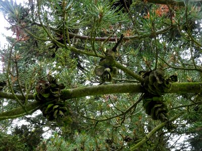 Cônes femelles du Pin blanc du Japon, Pinus parviflora, Pi… 