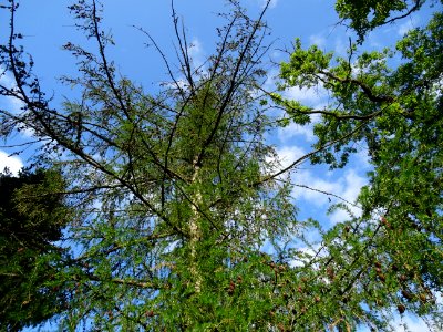 Mélèze commun, Larix decidua, Pinacées 