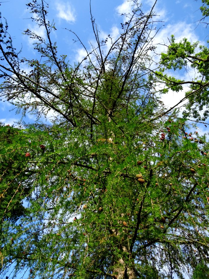 Mélèze commun, Larix decidua, Pinacées 