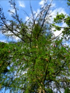 Mélèze commun, Larix decidua, Pinacées 