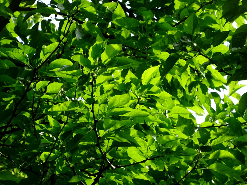 Feuilles de l' Oranger des Osages, Maclura pomifera, Morac… 