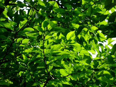 Feuilles de l' Oranger des Osages, Maclura pomifera, Morac… 