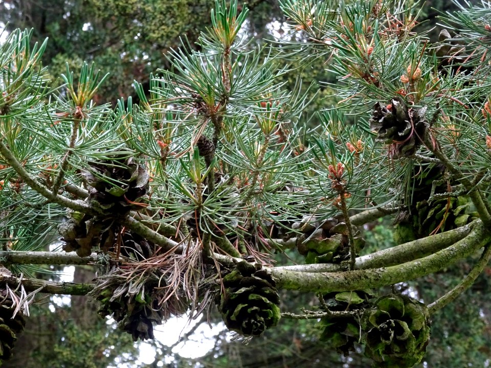 Cônes femelles du Pin blanc du Japon, Pinus parviflora, Pi… 