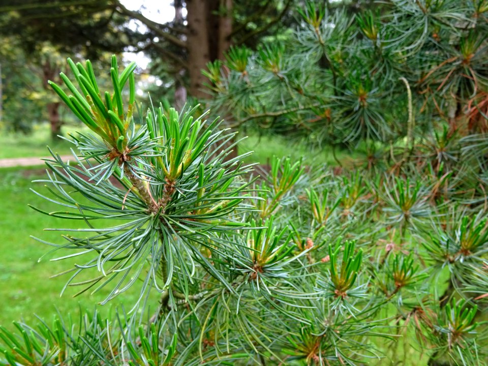 Jeunes aiguilles du Pin blanc du Japon, Pinus parviflora, … 