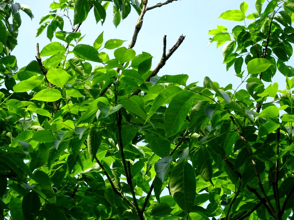 Feuilles de l'Evodia de Hou-pei ou arbre à miel, Evodia Hu… 
