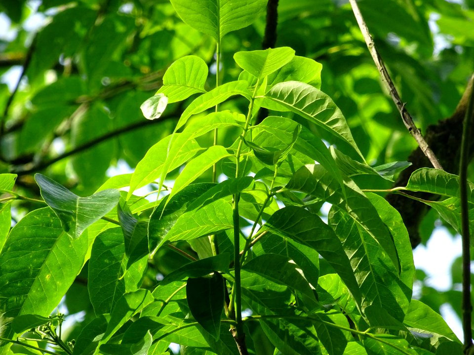 Feuilles de l'Evodia de Hou-pei ou arbre à miel, Evodia Hu… 
