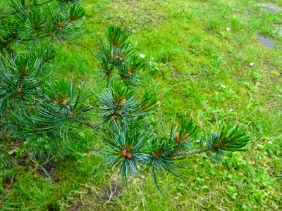 Jeunes aiguilles du Pin blanc du Japon, Pinus parviflora, … 
