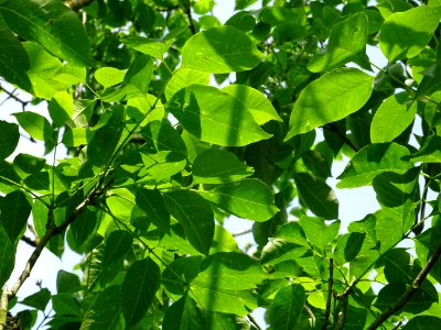 Feuilles de l'Evodia de Hou-pei ou arbre à miel, Evodia Hu… 