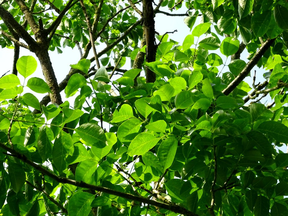 Feuilles de l'Evodia de Hou-pei ou arbre à miel, Evodia Hu… 