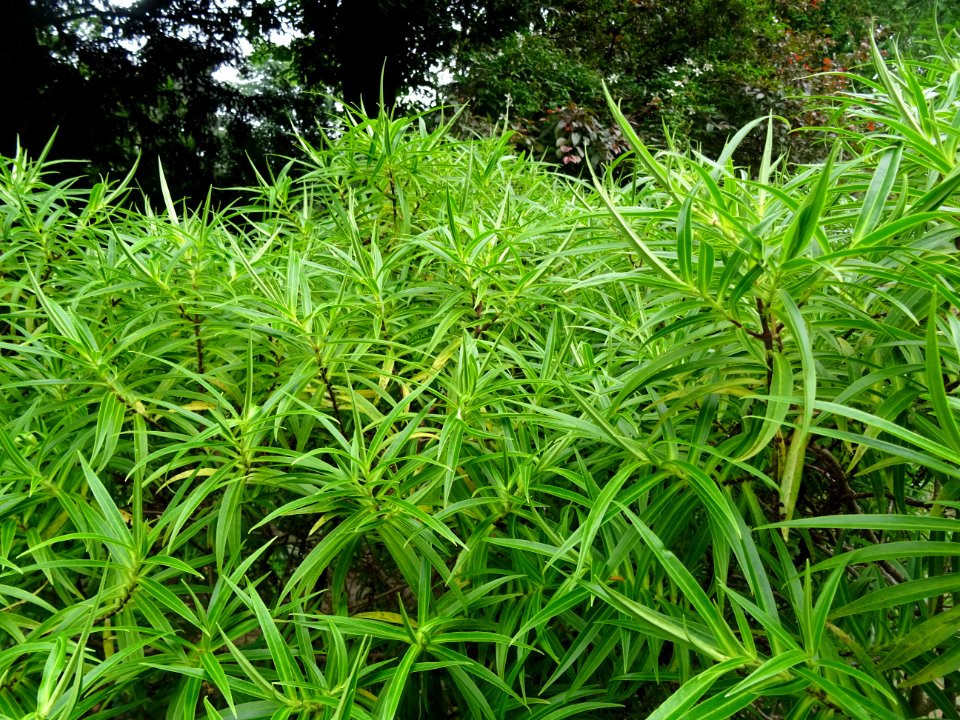 Euphorbe arbustive, Euphorbia dendroïdes, Euphorbiacées 