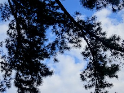 Pin noir ou Pin laricio de Corse, Pinus nigra var. maritim… 