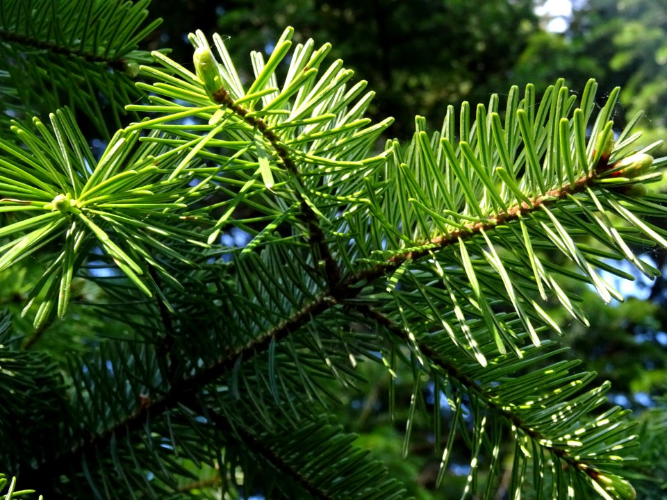 Aiguilles du Sapin pectiné, Abies alba, Pinacées 
