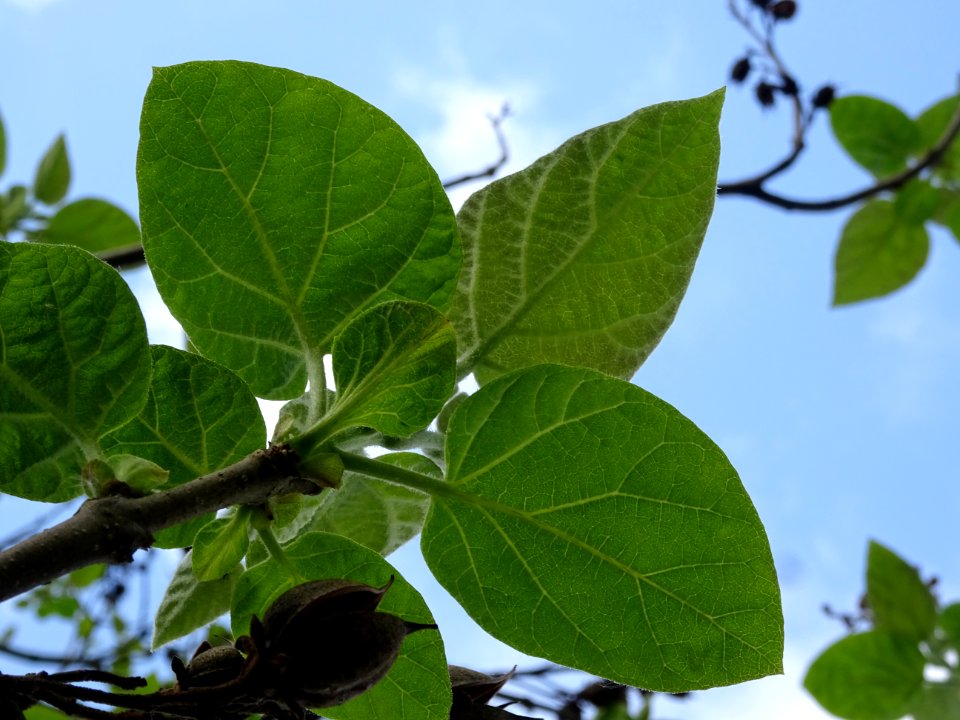 Feuilles vues par en dessous du Paulownia, Paulownia tomen… 