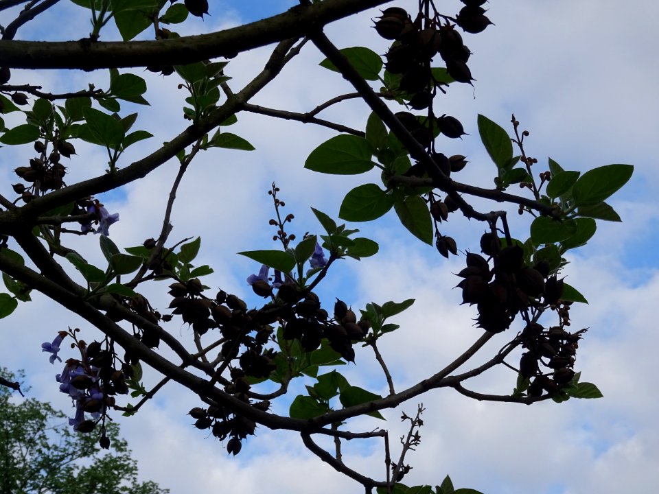 Fleurs et fruits en capsules du Paulownia, Paulownia tomen… 