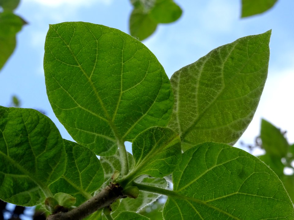 Feuilles vues par en dessous du Paulownia, Paulownia tomen… 