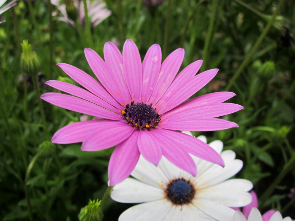 Flowers garden nature