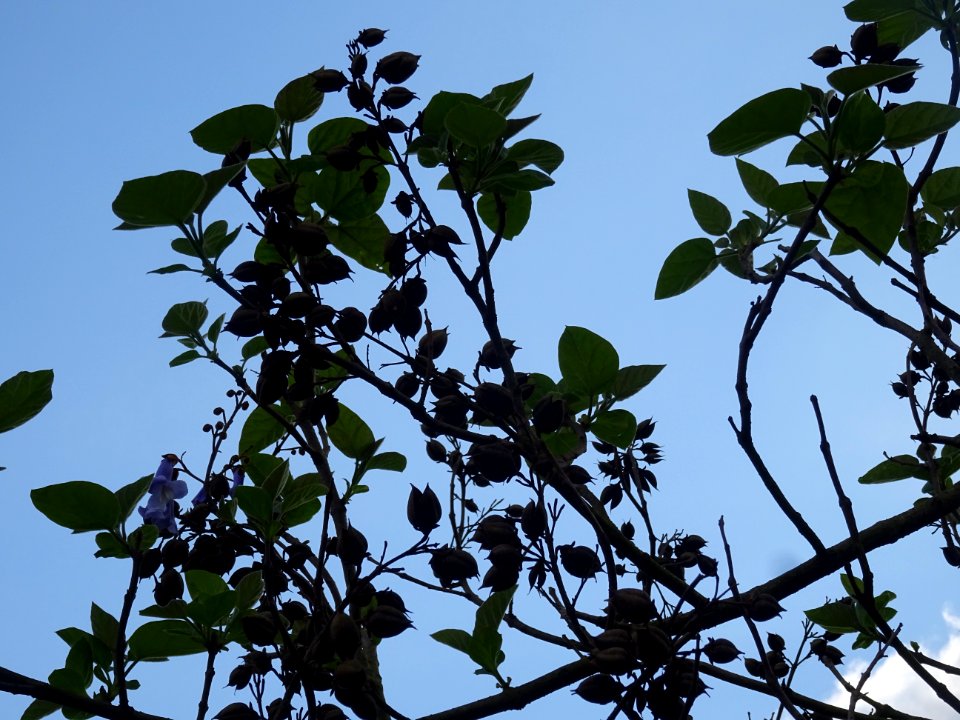 Fleurs et fruits en capsules du Paulownia, Paulownia tomen… 