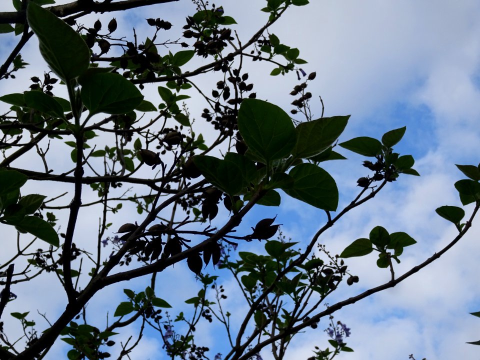 Fleurs et fruits en capsules du Paulownia, Paulownia tomen… 