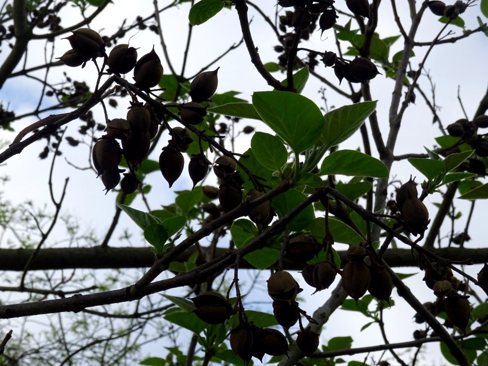 Fruits en capsules du Paulownia, Paulownia tomentosa, Scro… 