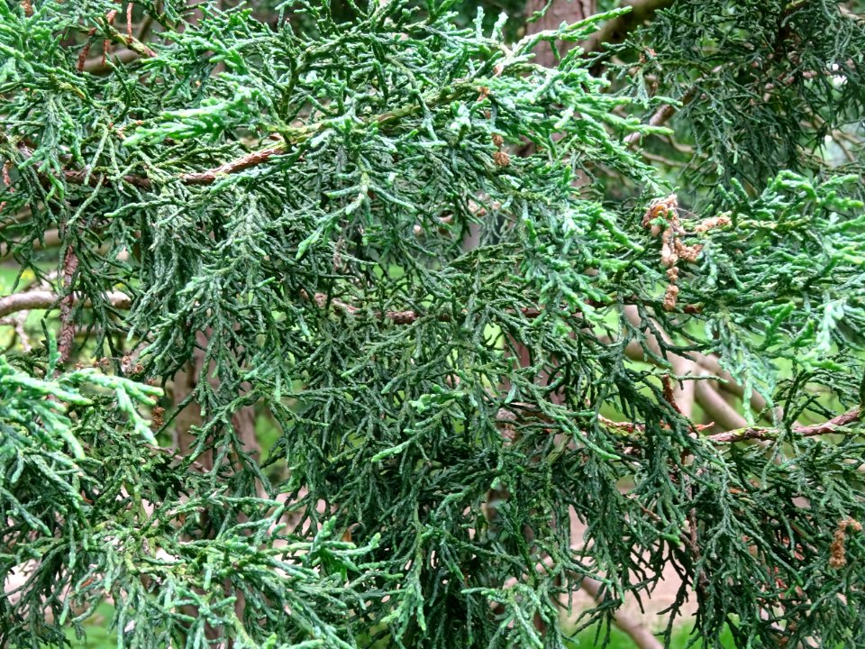 Rameaux du Cyprès du Japon ou Hinoki faux-cyprès, Chamaecy… 