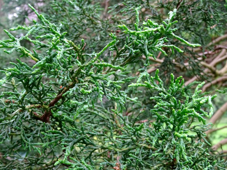 Rameaux du Cyprès du Japon ou Hinoki faux-cyprès, Chamaecy… 