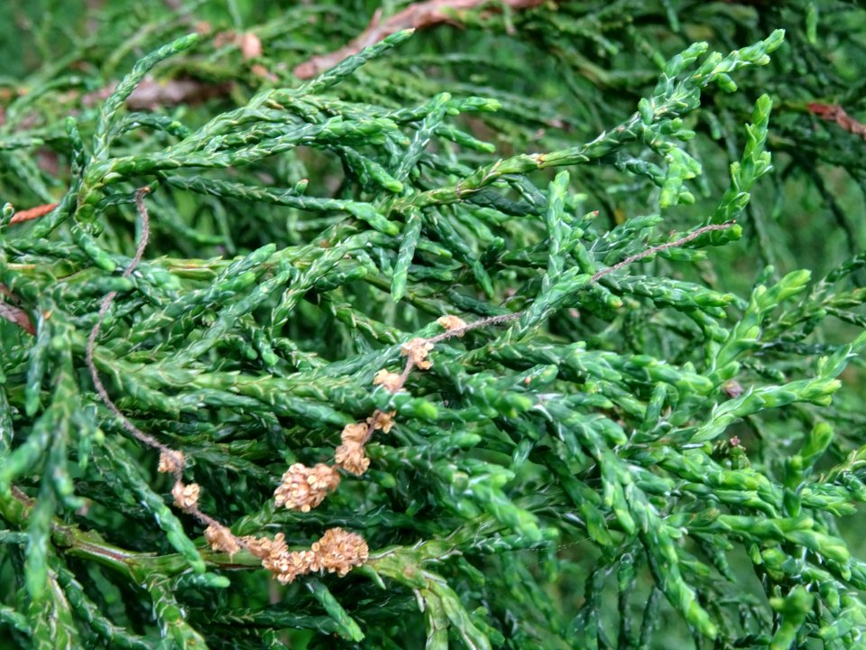 Rameaux du Cyprès du Japon ou Hinoki faux-cyprès, Chamaecy… 
