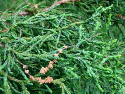 Rameaux du Cyprès du Japon ou Hinoki faux-cyprès, Chamaecy… 
