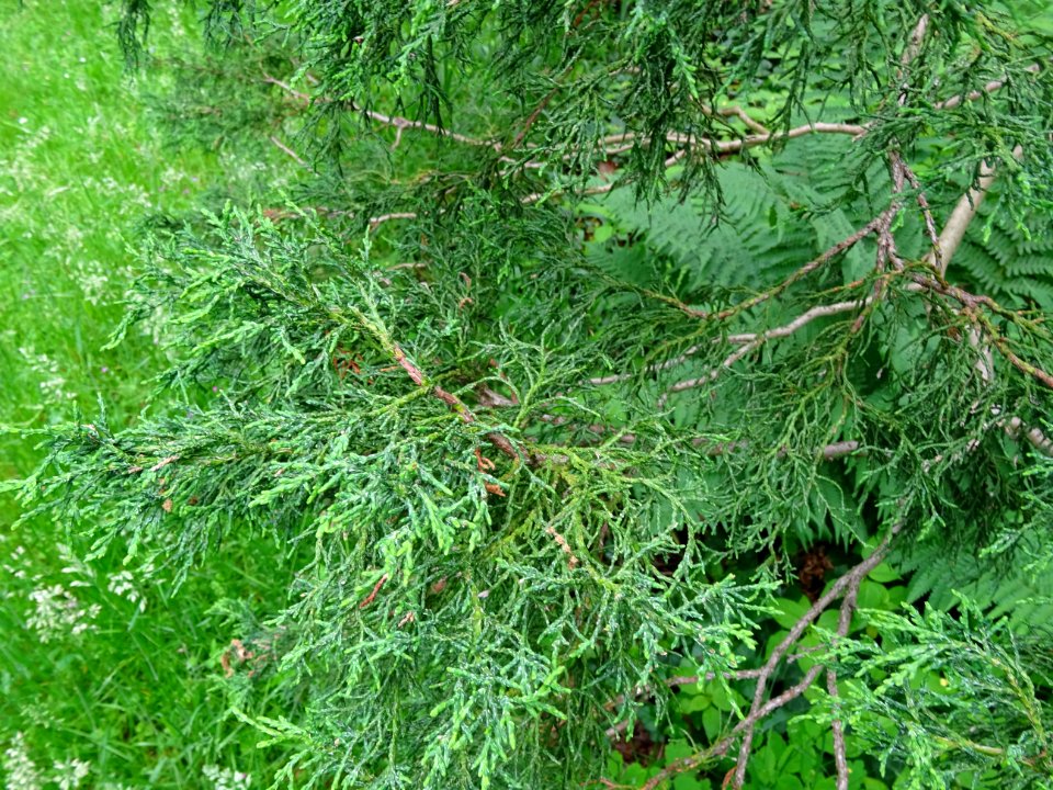 Rameaux du Cyprès du Japon ou Hinoki faux-cyprès, Chamaecy… 