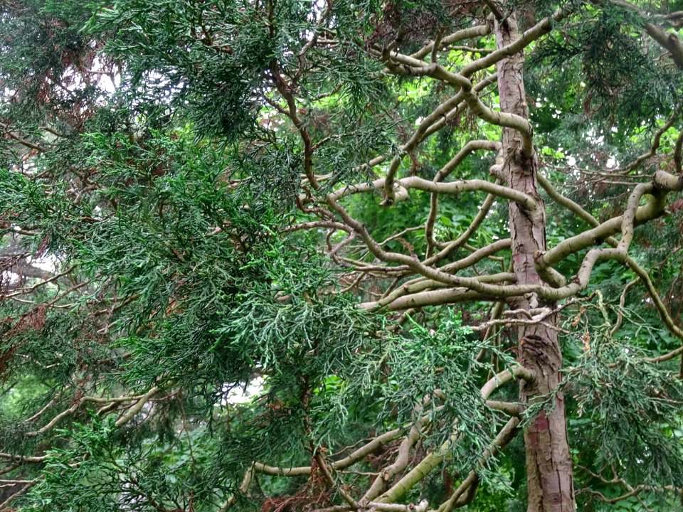 Tronc, branches et rameaux du Cyprès du Japon ou Hinoki fa… 
